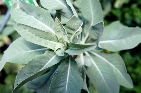 Weißer Salbei lose zum Räuchern | Räucherwerk