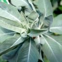 Weißer Salbei lose zum Räuchern | Räucherwerk