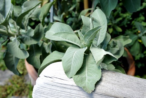 Weißer Salbei lose zum Räuchern | Räucherwerk