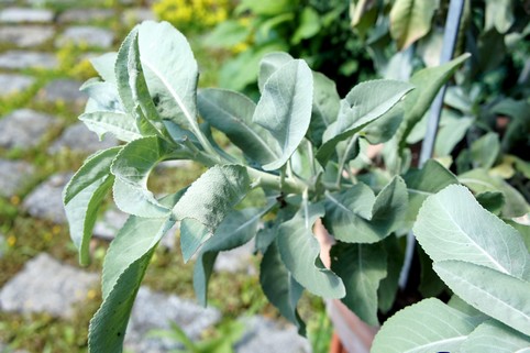 Weißer Salbei lose zum Räuchern | Räucherwerk