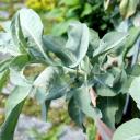 Weißer Salbei lose zum Räuchern | Räucherwerk