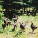 Truthahn Räucherfeder