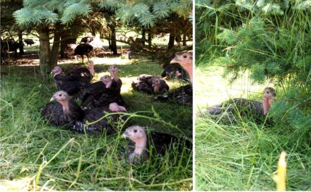 Truthahn Räucherfeder