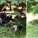 Truthahn Räucherfeder