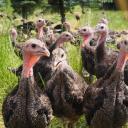 Truthahn Räucherfeder