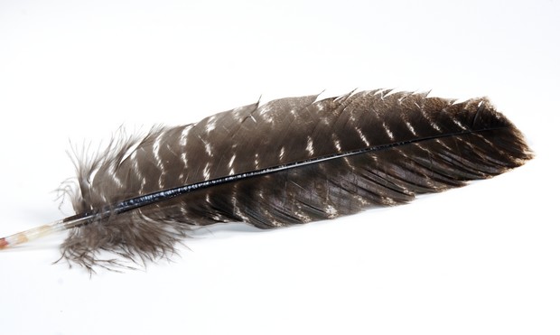 Truthahn Räucherfeder