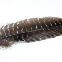 Truthahn Räucherfeder