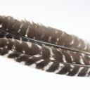 Truthahn Räucherfeder