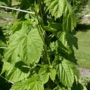 Hopfenblüten | heimisches  Räucherwerk