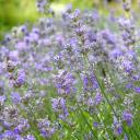 Lavendelblüten | Energie und Aura Spray - 50ml