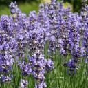 Lavendelblüten | Energie und Aura Spray - 50ml