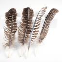 2. Wahl Truthahn Räucherfeder