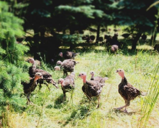 2. Wahl Truthahn Räucherfeder