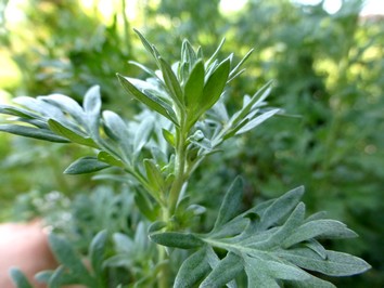 Wermut bio - heimisches Räucherwerk