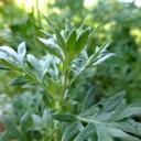 Wermut bio - heimisches Räucherwerk