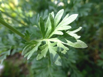 Wermut bio - heimisches Räucherwerk