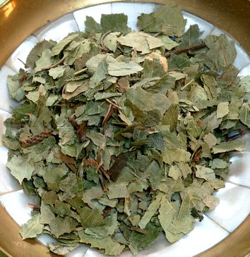 Birkenblätter zum Räuchern