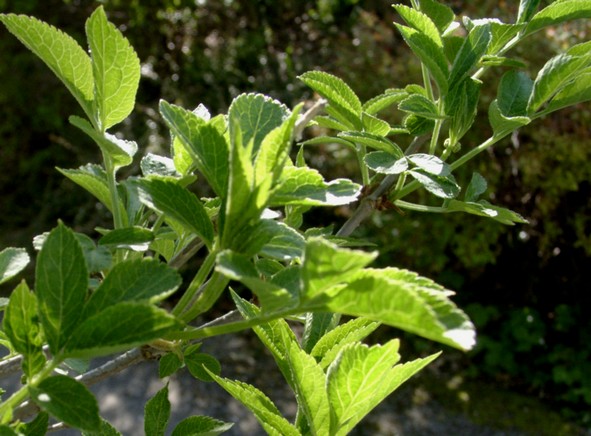 Holunderholz zum Räuchern