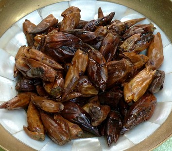 Pappelknospen zum Räuchern