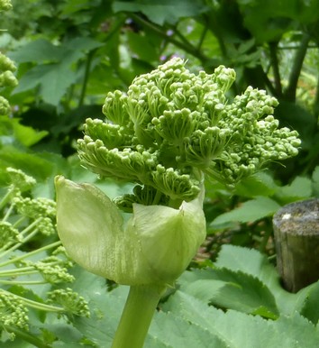 Engelwurz | Energie und Aura Spray - 50ml