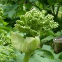 Engelwurz | Energie und Aura Spray - 50ml