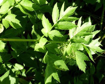 Engelwurz | Energie und Aura Spray - 50ml