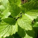 Melissen | Energie und Aura Spray - 50ml