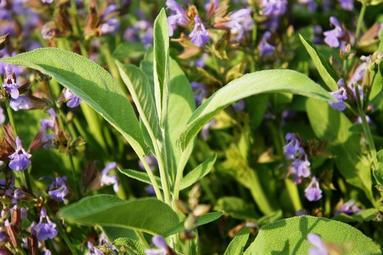 Salbei | Energie und Aura Spray - 50ml