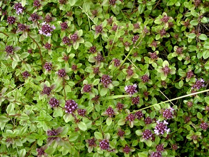 Thymian | Energie und Aura Spray - 50ml