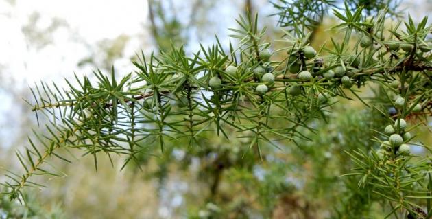 Wacholder | Energie und Aura Spray - 50ml