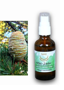 Atlas-Zeder | Energie und Aura Spray - 50ml