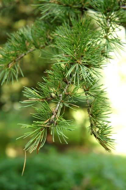 Atlas-Zeder | Energie und Aura Spray - 50ml