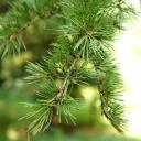 Atlas-Zeder | Energie und Aura Spray - 50ml