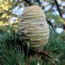 Atlas-Zeder | Energie und Aura Spray - 50ml