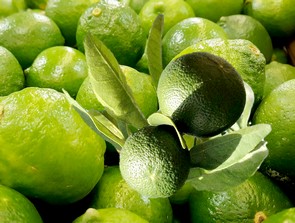 Limette ätherisches Öl 10ml