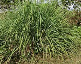 Melisse indicum ätherisches Öl - 10ml