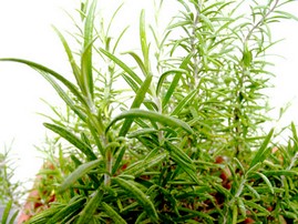 Rosmarin ätherisches Öl 10ml