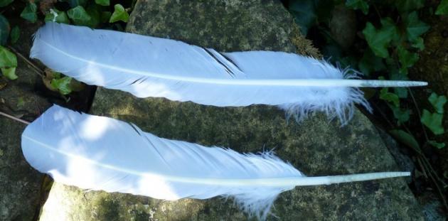 2. Wahl Räucherfedern einfach