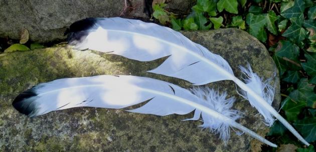 2. Wahl Räucherfedern einfach